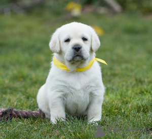 Dodatkowe zdjęcia: Piękne szczenięta labradora retrievera