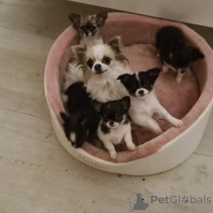 Zdjęcie №2 do zapowiedźy № 146087 na sprzedaż  pies nierasowy - wkupić się Niemcy prywatne ogłoszenie