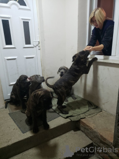 Zdjęcie №4. Sprzedam cane corso w Belgrad. prywatne ogłoszenie - cena - Bezpłatny