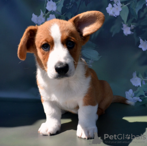 Zdjęcie №1. welsh corgi - na sprzedaż w Руза | 3094zł | Zapowiedź №54517