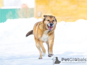 Zdjęcie №2 do zapowiedźy № 32394 na sprzedaż  pies nierasowy - wkupić się Federacja Rosyjska prywatne ogłoszenie