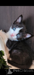 Zdjęcie №1. kot europejski krótkowłosy - na sprzedaż w Wiedeń | negocjowane | Zapowiedź № 177382