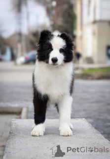 Zdjęcie №4. Sprzedam border collie w Сивац. hodowca - cena - negocjowane