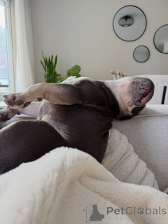 Zdjęcie №4. Sprzedam buldog francuski w Berdorf. prywatne ogłoszenie - cena - negocjowane