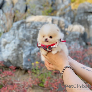 Zdjęcie №4. Sprzedam  w Blankenberge.  - cena - negocjowane