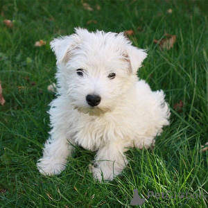 Zdjęcie №1. west highland white terrier - na sprzedaż w Couvin | negocjowane | Zapowiedź №169343