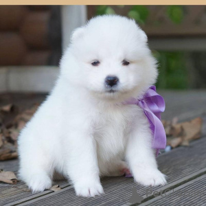 Zdjęcie №1. samojed (rasa psa) - na sprzedaż w Bergen | negocjowane | Zapowiedź №175033