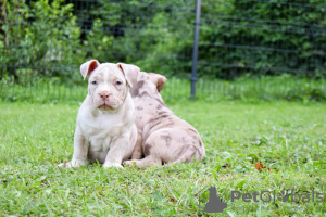 Dodatkowe zdjęcia: American Bully kieszonkowy merle