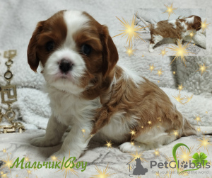 Zdjęcie №3. SZCZENIĘTA Cavalier King Charles Spaniel. Białoruś