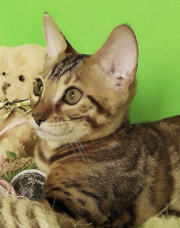 Zdjęcie №2 do zapowiedźy № 3393 na sprzedaż  kot bengalski - wkupić się Federacja Rosyjska od żłobka, hodowca