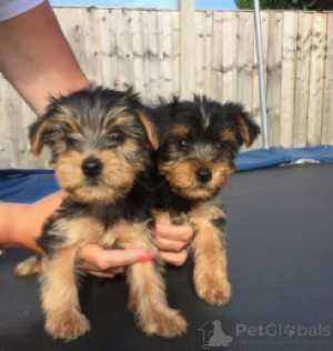 Zdjęcie №3. Wspaniały Yorkshire Terrier Puppies WhatsApp 64 9-889 4165. Szwajcaria