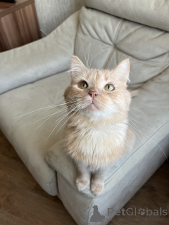 Zdjęcie №4. Sprzedam  w Mińsk.  - cena - Bezpłatny