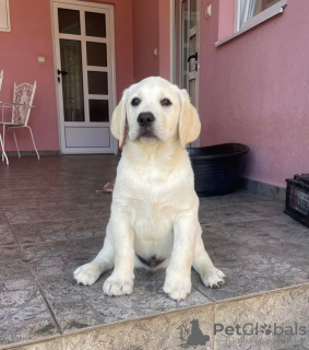 Dodatkowe zdjęcia: Labrador retriever szczenięta