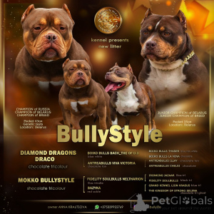 Zdjęcie №1. american bully - na sprzedaż w Ryga | 9567zł | Zapowiedź №138737
