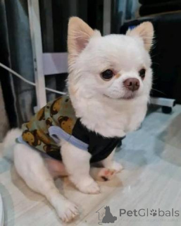 Zdjęcie №1. chihuahua (rasa psów) - na sprzedaż w Dembava | negocjowane | Zapowiedź №167019