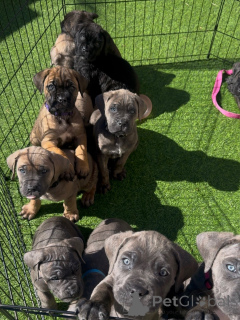 Zdjęcie №1. cane corso - na sprzedaż w Szczecin | negocjowane | Zapowiedź №171211