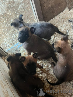 Zdjęcie №4. Sprzedam malinois w Ath. prywatne ogłoszenie - cena - Bezpłatny