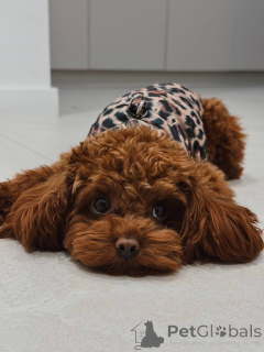 Zdjęcie №2 do zapowiedźy № 159965 na sprzedaż  pudel (zabawka) - wkupić się Wielka Brytania prywatne ogłoszenie