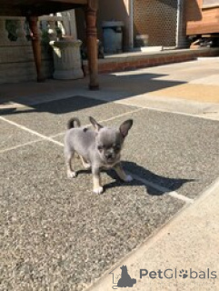Zdjęcie №1. chihuahua (rasa psów) - na sprzedaż w Јaslovsk bochuyce | negocjowane | Zapowiedź №169538