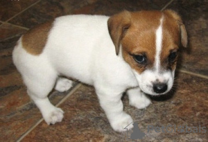 Zdjęcie №1. jack russell terrier - na sprzedaż w Berlin | 1585zł | Zapowiedź №56590