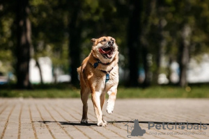 Zdjęcie №3. Przemiły piesek Shamub szuka rodziny!. Federacja Rosyjska