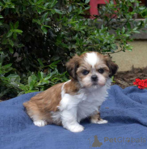 Zdjęcie №1. shih tzu - na sprzedaż w Plaża Cannon | 2317zł | Zapowiedź №174489