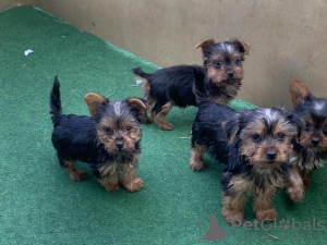 Zdjęcie №1. yorkshire terrier - na sprzedaż w Berlin | 1256zł | Zapowiedź №107369