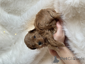 Zdjęcie №2 do zapowiedźy № 161955 na sprzedaż  maltipu - wkupić się Federacja Rosyjska prywatne ogłoszenie