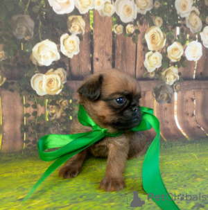 Zdjęcie №2 do zapowiedźy № 139048 na sprzedaż  brabantczyk - wkupić się Federacja Rosyjska 