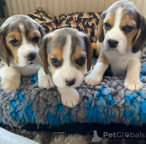 Zdjęcie №3. increíbles mini zabawka beagle, (34602088716) un macho y una hembra. están. Hiszpania