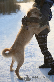 Zdjęcie №4. Sprzedam pies nierasowy w Краснокамск. ze schronu - cena - Bezpłatny