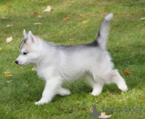 Zdjęcie №3. Do rozdania utalentowane szczenięta husky syberyjskiej.. USA
