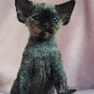 Zdjęcie №2 do zapowiedźy № 114804 na sprzedaż  devon rex - wkupić się Polska hodowca