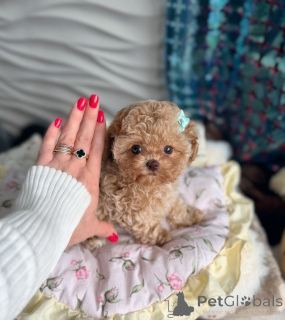 Zdjęcie №2 do zapowiedźy № 165523 na sprzedaż  maltipu - wkupić się Białoruś od żłobka