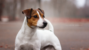 Zdjęcie №3. Dzianina Jack Russell Terrier w Białoruś. Zapowiedź № 1318