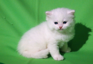 Zdjęcie №1. kot syberyjski - na sprzedaż w Niżny Nowogród | Negocjowane | Zapowiedź № 1254