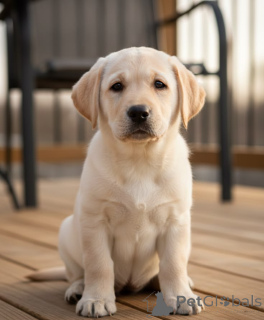 Zdjęcie №1. labrador retriever - na sprzedaż w Philippsburg | 2085zł | Zapowiedź №168073