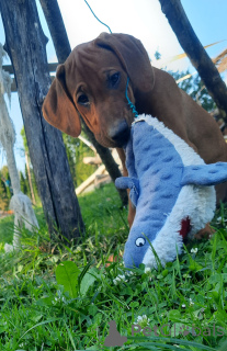 Zdjęcie №4. Sprzedam rhodesian ridgeback w Kraków. hodowca - cena - 10524zł