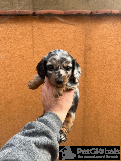 Zdjęcie №3. Długowłose mini szczenięta. Serbia