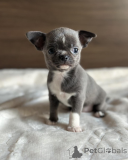 Zdjęcie №3. Prachtige Chihuahua-puppy's op zoek naar een gouden mandje. Belgia