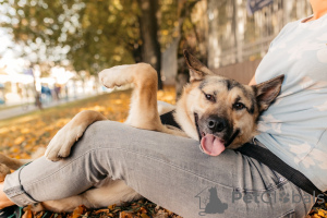Zdjęcie №1. pies nierasowy - na sprzedaż w Москва | Bezpłatny | Zapowiedź №77649