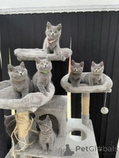 Zdjęcie №1. kot brytyjski krótkowłosy - na sprzedaż w Zelzate | Bezpłatny | Zapowiedź № 154171