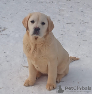 Zdjęcie №2 do zapowiedźy № 92305 na sprzedaż  labrador retriever - wkupić się Federacja Rosyjska od żłobka, hodowca