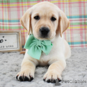 Zdjęcie №4. Sprzedam labrador retriever w Frankfurt. prywatne ogłoszenie - cena - 2870zł