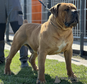 Dodatkowe zdjęcia: Mastif południowoafrykański Boerboel szczenięta