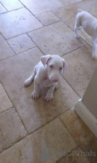 Zdjęcie №1. doberman - na sprzedaż w Überlingen | 1818zł | Zapowiedź №166180