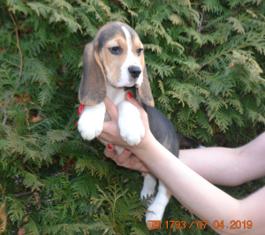 Zdjęcie №1. beagle (rasa psa) - na sprzedaż w Dmitrow | 2118zł | Zapowiedź №1808