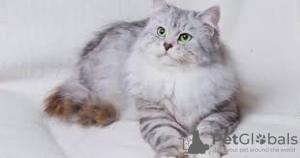 Zdjęcie №3. Kocięta Syberyjskie. Wielka Brytania