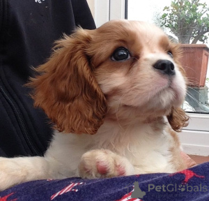 Zdjęcie №3. Szczenięta Cavalier King Charles Spaniel. Szwecja