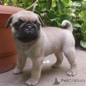 Zdjęcie №1. mops - na sprzedaż w Франкфурт-на-Майне | Bezpłatny | Zapowiedź №126557